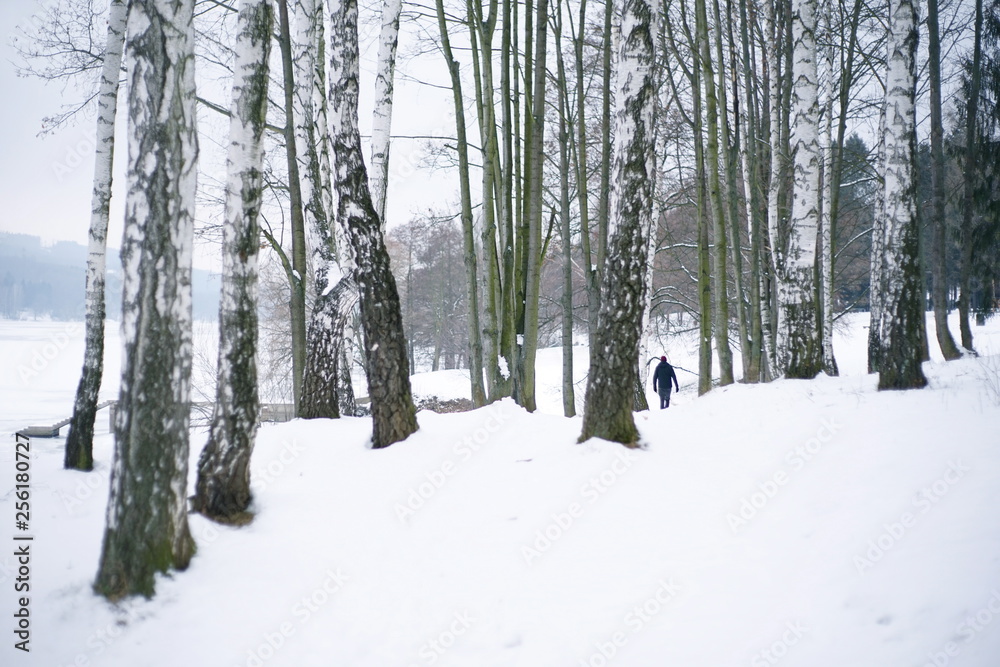 Snowy winter trees-birches in cold white snow landscape Snowy winter trees-birches in cold white snow landscape