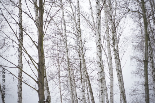 Snowy winter trees-birches in cold white snow landscape