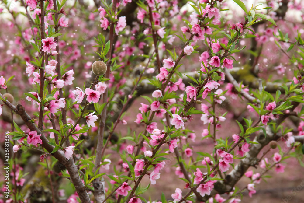 background of spring blossom tree with pink beautiful flowers. selective focus background of spring blossom tree with pink beautiful flowers. selective focus