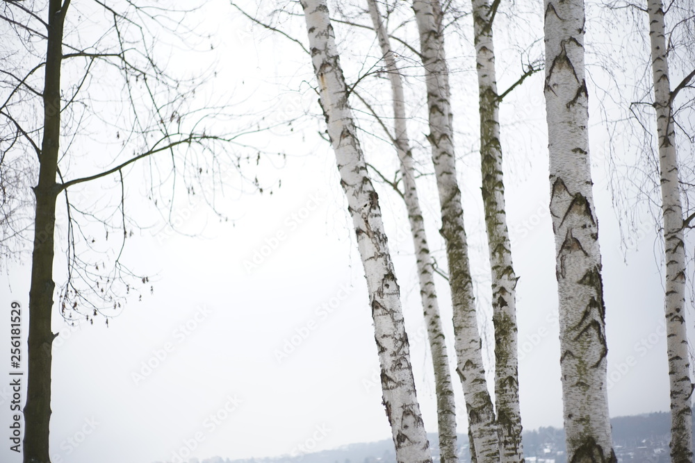 Snowy winter trees-birches in cold white snow landscape Snowy winter trees-birches in cold white snow landscape