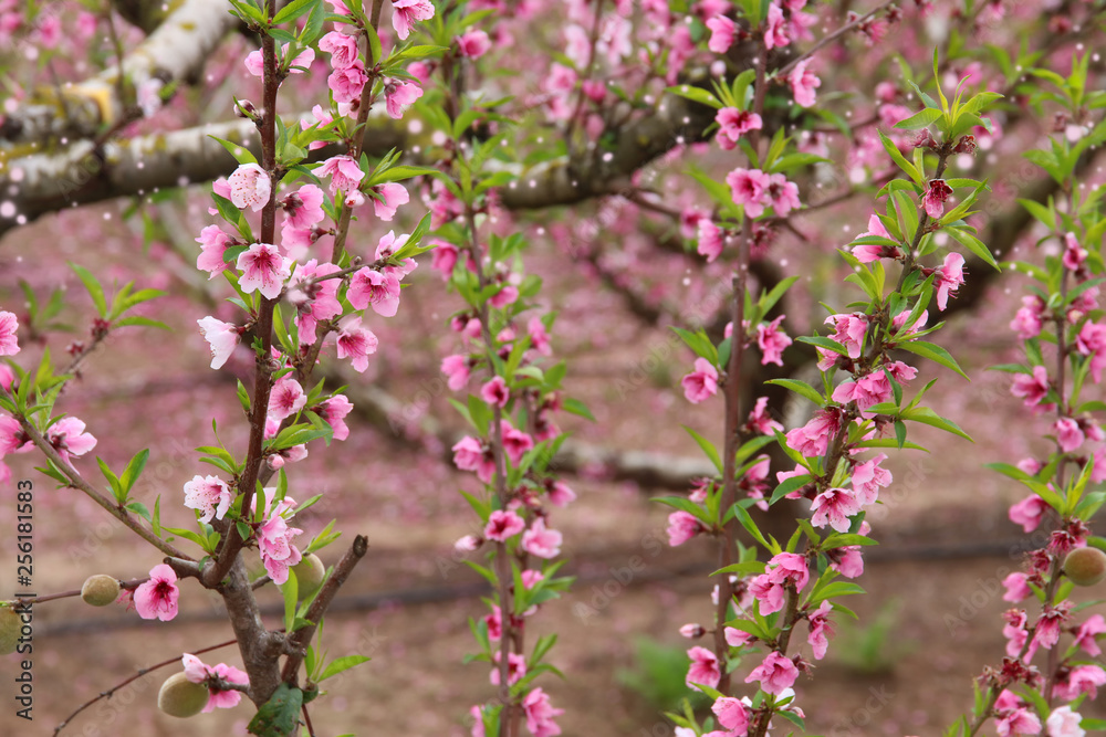 background of spring blossom tree with pink beautiful flowers. selective focus background of spring blossom tree with pink beautiful flowers. selective focus
