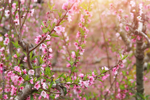background of spring blossom tree with pink beautiful flowers. selective focus © tomertu
