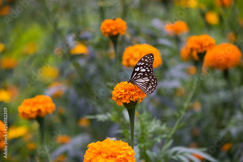 Blue Spotted Milkweed Butterfly sitting on the flower plants and drinking Nectar in its natural habitat © Robbie Ross