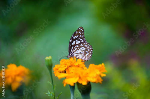 Blue Spotted Milkweed Butterfly sitting on the flower plants and drinking Nectar in its natural habitat