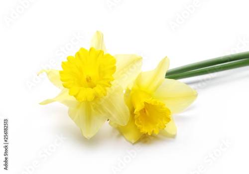 Blooming narcissus flowers isolated on white background photo