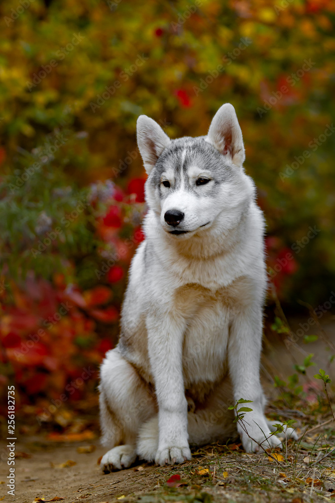 Funny siberian Husky lying in the yellow leaves. Crown of yellow autumn leaves. Dog on the background of nature.