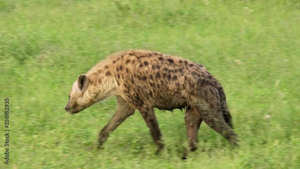 Hyena walking in African Savanna 12 Hyena walking in African Savanna 12