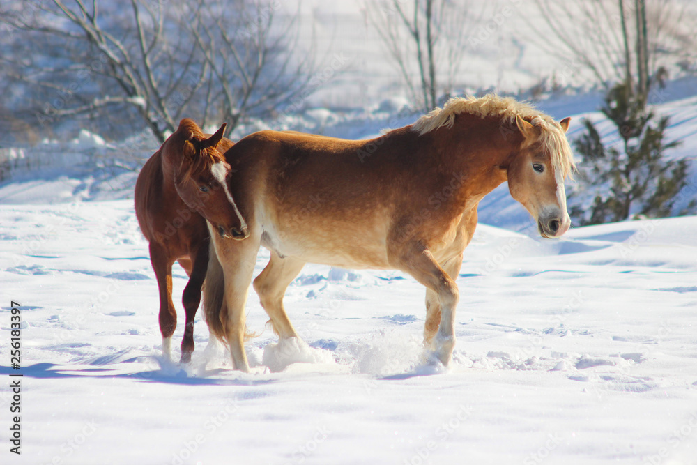 hierarchical games of horses in early spring on the snow in the mountains, Arabian thoroughbred horses and haflinger horses hierarchical games of horses in early spring on the snow in the mountains, Arabian thoroughbred horses and haflinger horses