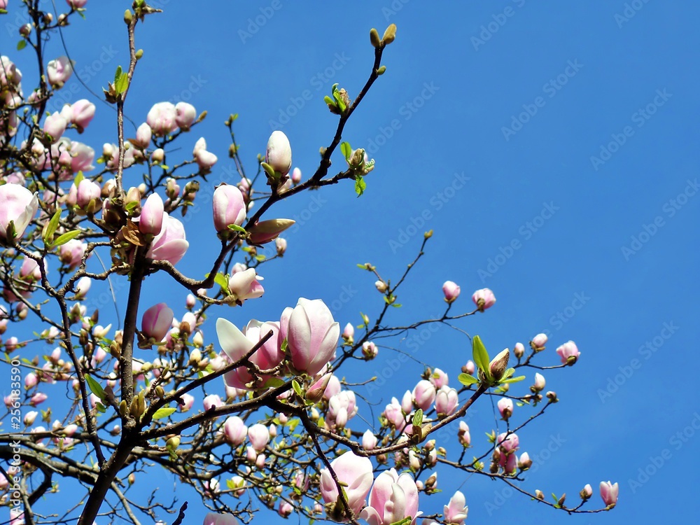 Flowering Magnolia against the blue sky