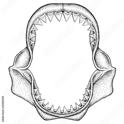 Illustration of Great White Shark Jaws