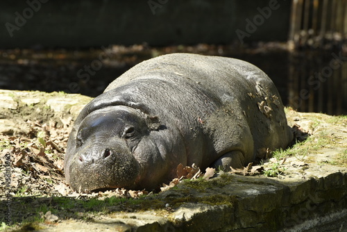 hipopotam © PAWEL
