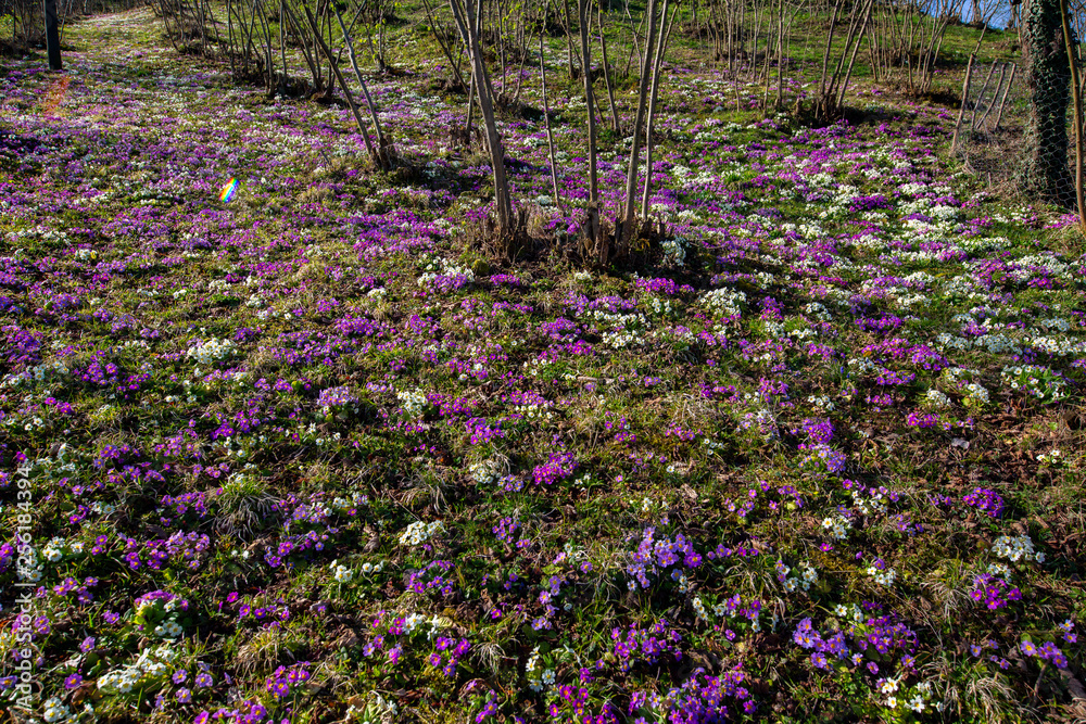 Obraz premium Messengers of spring violets