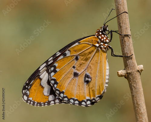 Obraz na płótnie butterfly