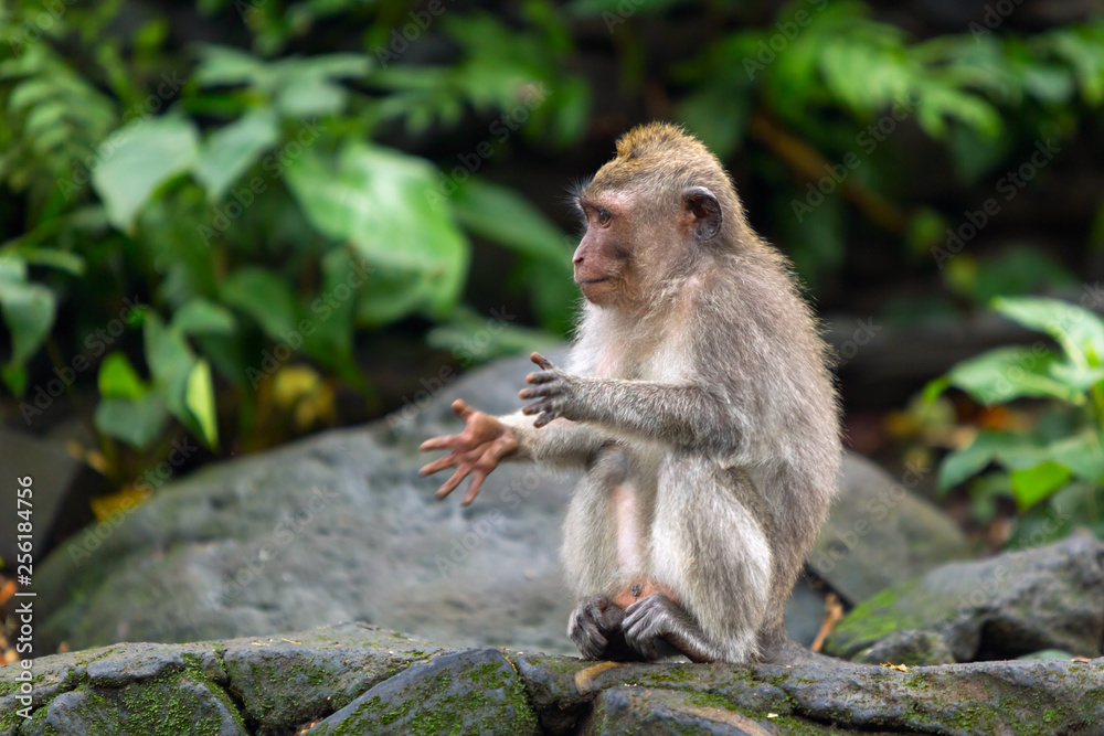 Little monkey clapping his hands sitting on a rock in the jungle.