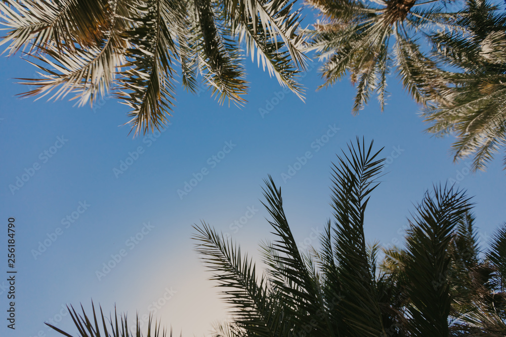 Copy space of silhouette tropical palm tree with sun light - Image Copy space of silhouette tropical palm tree with sun light - Image