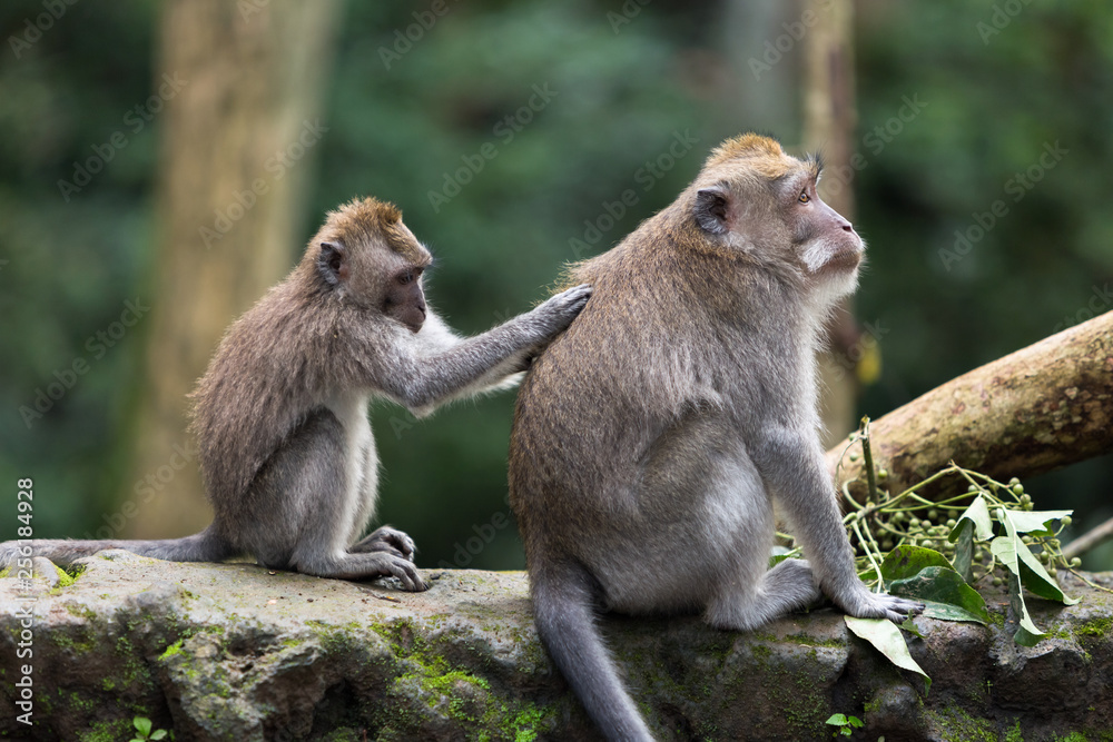 A small monkey cleans the fur with the hands of a large macaque sitting on a stone in the jungle. A small monkey cleans the fur with the hands of a large macaque sitting on a stone in the jungle.