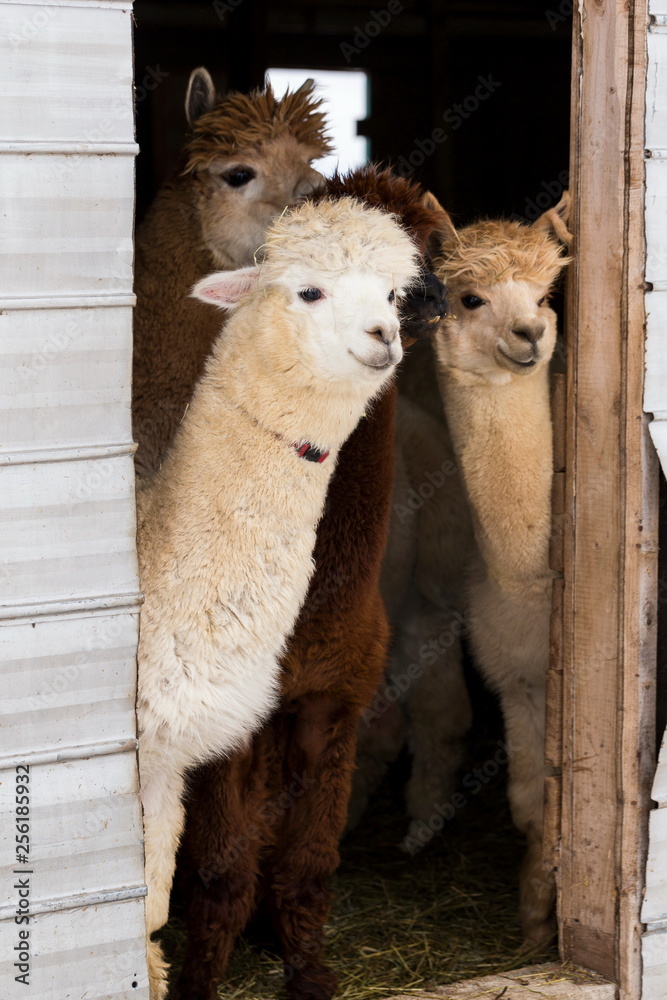Obraz premium Vertical shot of four cute cream or brown alpacas standing peeking curiously from the open door of their barn, Pont-Rouge, Quebec, Canada