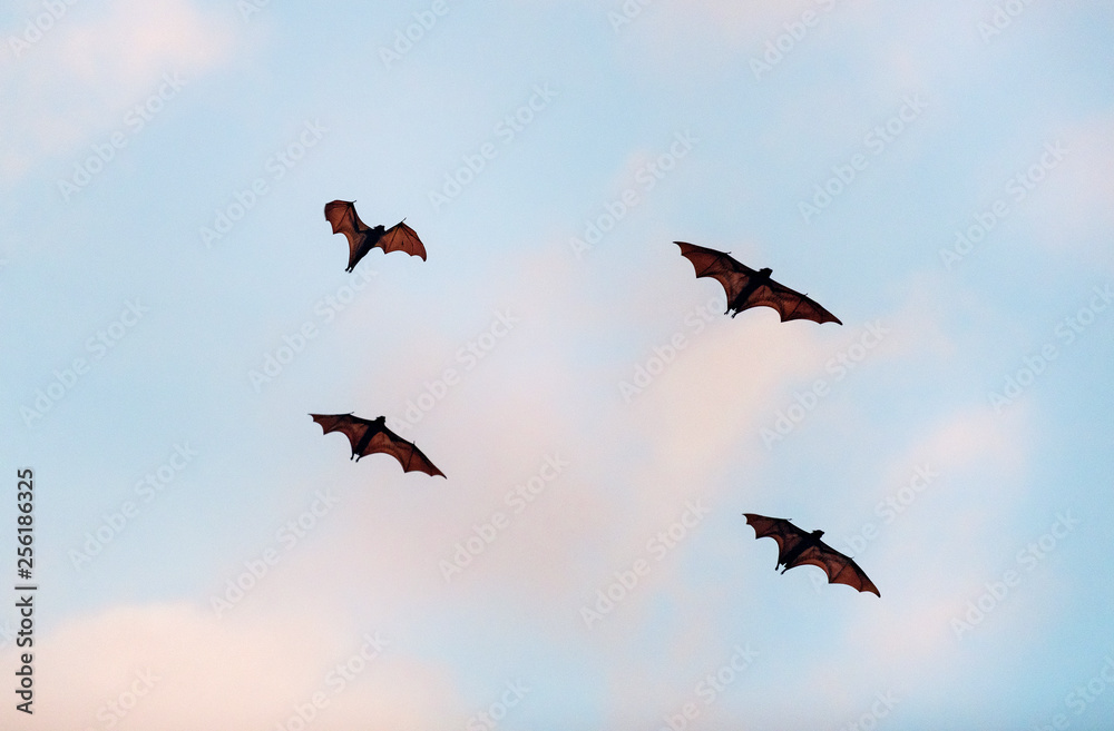 The small flying fox, island flying fox or variable flying fox (Pteropus hypomelanus), fruit bat . Fox bat flying in the sunset  sky. Bats Leave Kalong Island for mainland every night in migration