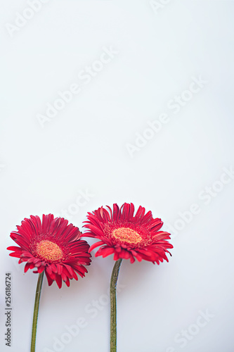 two red gerberas on light gray background