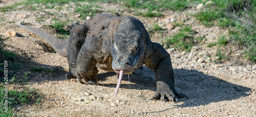 Komodo dragon  with the  forked tongue sniff air. Close up. The Komodo dragon  scientific name  Varanus komodoensis. Indonesia.