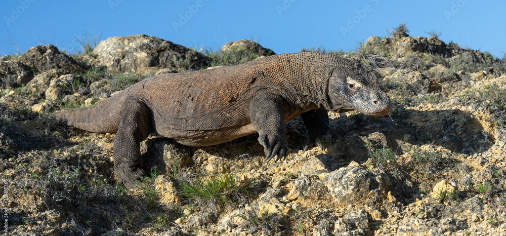 The Komodo dragon. Scientific name: Varanus komodoensis. Indonesia. The Komodo dragon. Scientific name: Varanus komodoensis. Indonesia.
