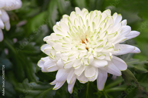 Close up of beautiful Chrysanthemum zembla white flower