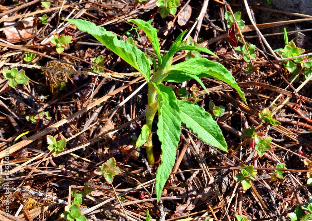 Fototapeta premium In the southern Urals, this herb is called kislyanka. It is collected in may and June in the highlands, brought home, added to salads, baked in pies, gladly eaten raw.