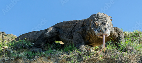 Komodo dragon  with the  forked tongue sniff air. Close up. The Komodo dragon  scientific name  Varanus komodoensis. Indonesia.