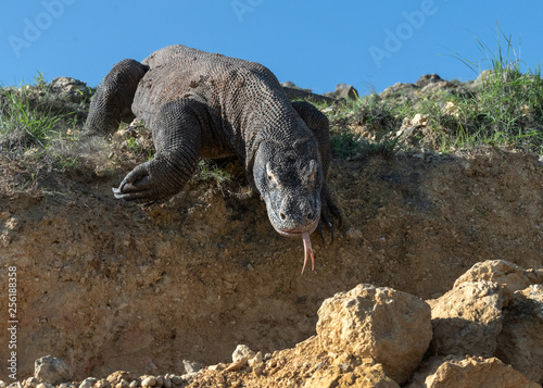 Komodo dragon  with the  forked tongue sniff air. Close up. The Komodo dragon  scientific name  Varanus komodoensis. Indonesia.