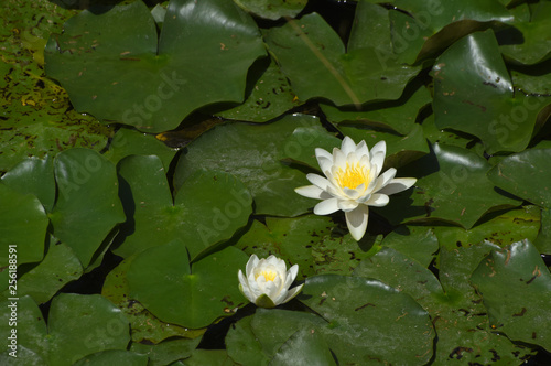 water lily in floes