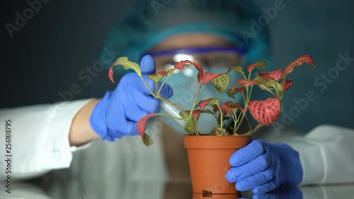 Biotechnologist injecting test liquid in pot with plant, toxin influence study photo