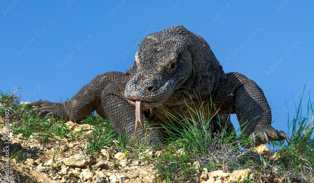 Obraz premium Komodo dragon with the forked tongue sniff air. Close up. The Komodo dragon, scientific name: Varanus komodoensis. Indonesia.