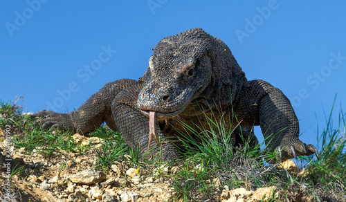 Komodo dragon  with the  forked tongue sniff air. Close up. The Komodo dragon, scientific name: Varanus komodoensis. Indonesia.