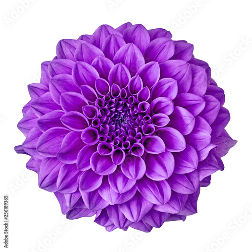 flower amethyst  purple dahlia isolated on white background with clipping path. Close-up. Nature.