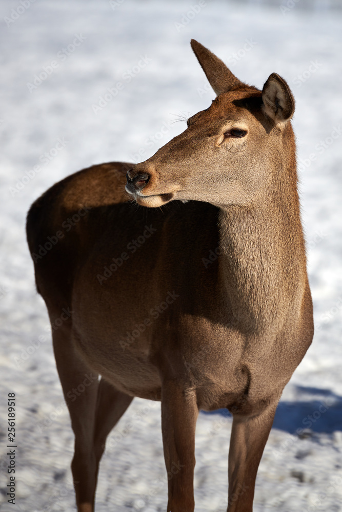 Carpathian brown deer(Cervus elaphus) in nature in winter time, Romania, Europe Carpathian brown deer(Cervus elaphus) in nature in winter time, Romania, Europe