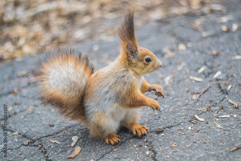 Close-up portrait young squirrel eats nut in the park. Close-up portrait young squirrel eats nut in the park.