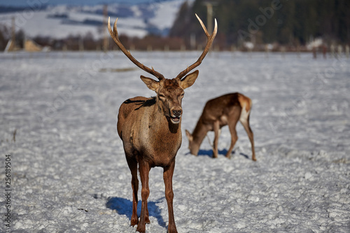 Carpathian brown deer(Cervus elaphus) in nature in winter time, Romania, Europe © DannyIacob
