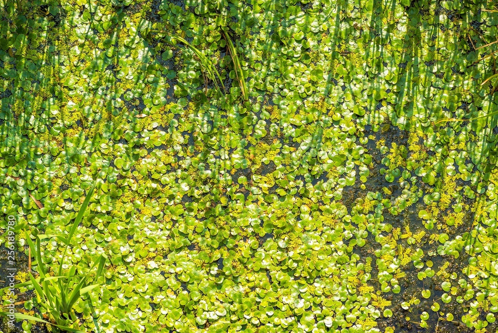 Aerial view of lake with lilies leaves. Top view