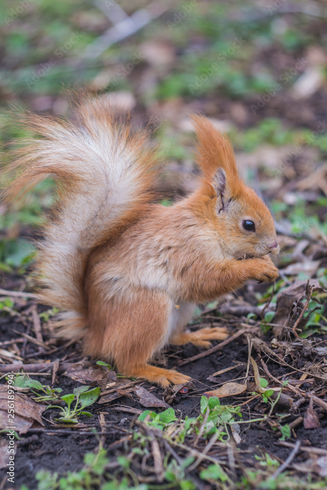 Close-up portrait young squirrel eats nut in the park. Close-up portrait young squirrel eats nut in the park.