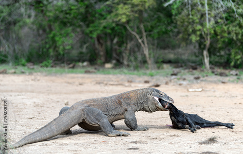 The dragon attacks. The Komodo dragon attacks the prey. The Komodo dragon  scientific name  Varanus komodoensis. Indonesia.