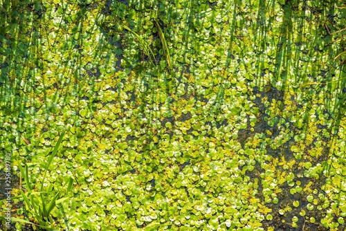 Aerial view of lake with lilies leaves. Top view © tamascsere