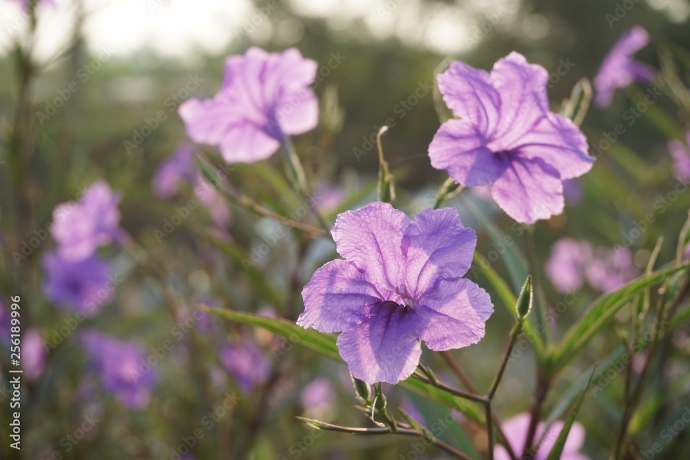 Fototapeta premium purple ruellia tuberosa flower in nature garden