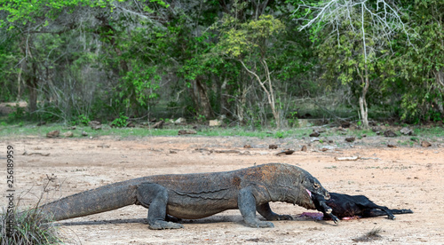 The dragon attacks. The Komodo dragon attacks the prey. The Komodo dragon  scientific name  Varanus komodoensis. Indonesia.