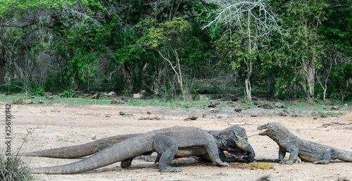Fight of komodo dragons for prey. The Komodo dragon, scientific name: Varanus komodoensis. Indonesia.