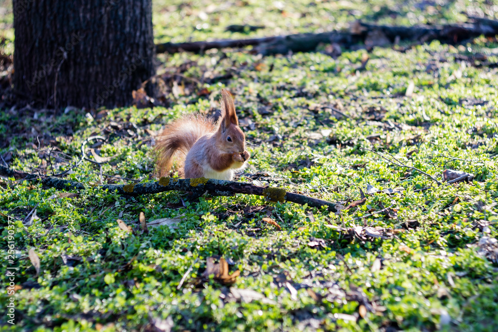 Fototapeta premium A European squirrel eats Nut in a park on a sun day. 