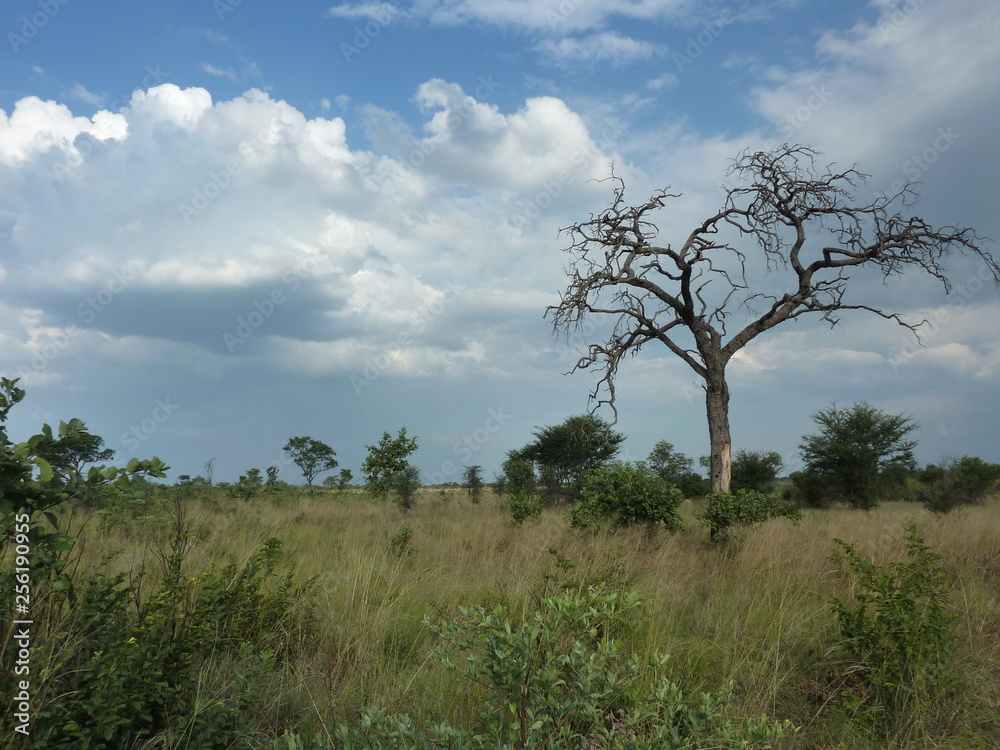 Kalahari Namibia Afrika