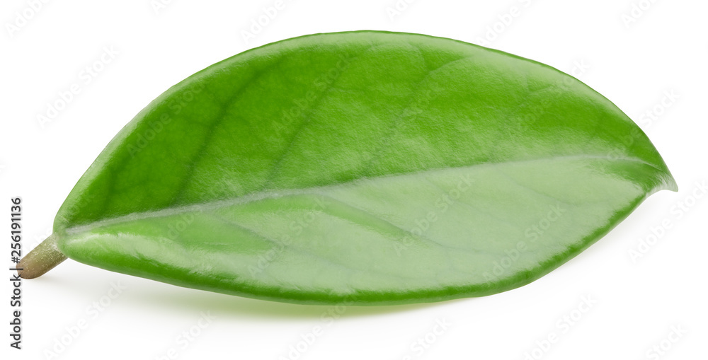 Obraz premium Mango leaves isolated on white