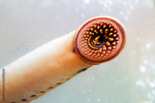 lamprey  delicious fish  parasite in aquarium