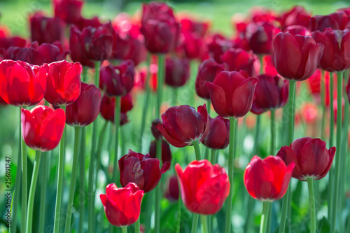 background with red tulips flowers