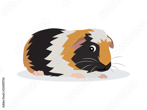 Cute friendly guinea pig icon isolated on white background, small fluffy rodent pet, vector illustration